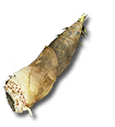 Germoglio giovane di bambù