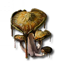 Fungo raro