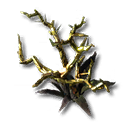 Achetina