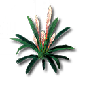 Yazhen