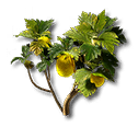 Citrome
