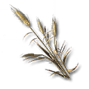 Segale
