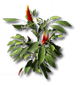 Amaroncino