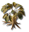 Ginseng giadarossa