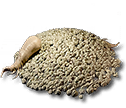 Semi di ginseng giadarossa